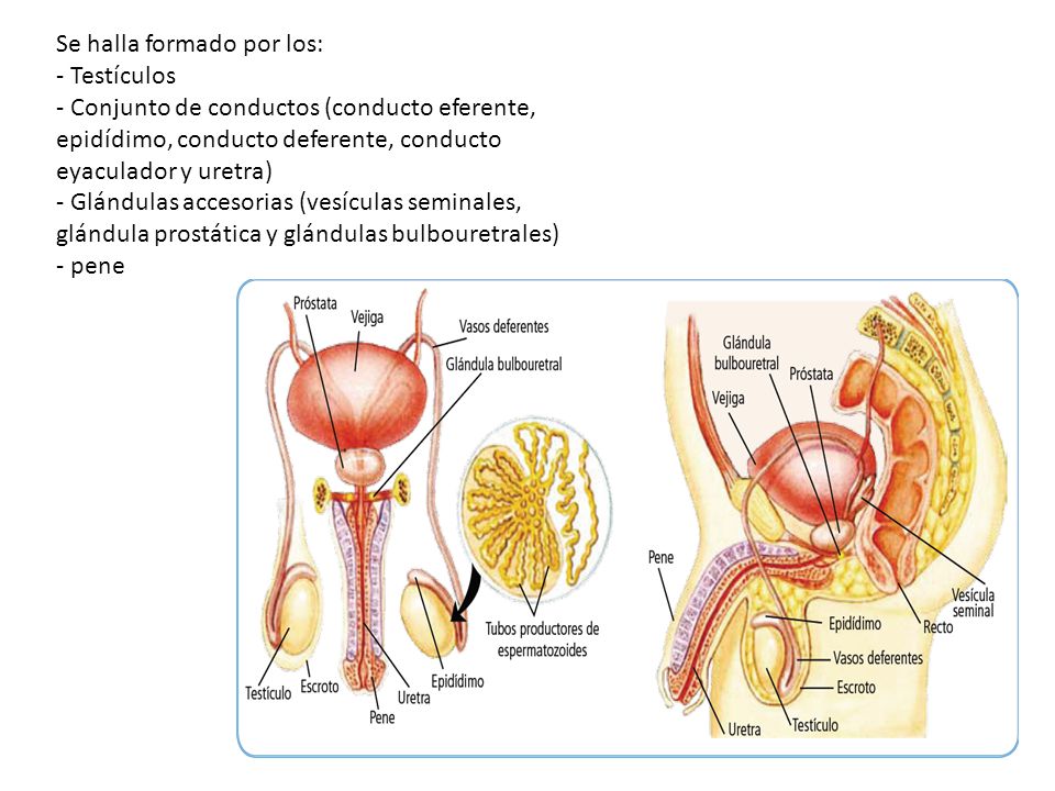 Las vesículas seminales y la glándula prostática producen un fluido seminal rico en nutrientes.